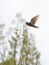 trees and pigeon birds Royalty Free Stock Photo