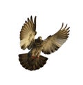 Pigeon flying isolated