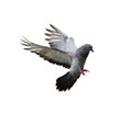 Pigeon in flight isolated on white background