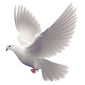 Pigeon flying isolated on white background, white dove isolated over white transparent background, pigeon fly