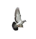 Pigeon flying isolated on white