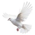 Pigeon flying isolated on white transparent background, White dove isolated over white transparent background, white pigeon fly