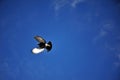 Pigeon flying Royalty Free Stock Photo