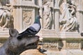 Pigeon on The Fonte Gaia, Fountain of Joy, Piazza del Campo, Siena, Italy Royalty Free Stock Photo