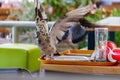 Pigeon food-picking from a deserted plate in a restaurant in Chalkida, Greece