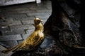 Pigeon at the foot of a statue in Piazza Erbe, Verona, Veneto, Italy, Europe