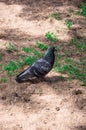 Pigeon on a footpath. Royalty Free Stock Photo