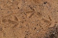 Pigeon footprints on beach sand. Bird footprint, Birds. Animal track, Tracks