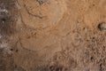 Pigeon footprints on beach sand.