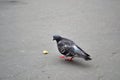a pigeon in the foreground eating leftover food Royalty Free Stock Photo