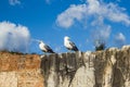 Pigeon at the Foro Royalty Free Stock Photo
