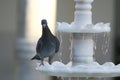 Pigeon and fountain