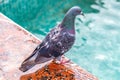 Pigeon on fountain