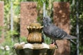 Pigeon on a Fountain