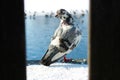Pigeon Royalty Free Stock Photo