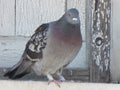 The Pigeon Royalty Free Stock Photo