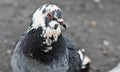 pigeon on frozen lake in cloudy winter day close up Royalty Free Stock Photo