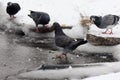 pigeon on frozen lake in cloudy winter day close up Royalty Free Stock Photo