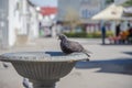 Pigeon on fthe street Royalty Free Stock Photo