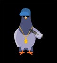 Pigeon gangster. Cool City bird. SWAG gangsta. Pigeon guy rapper