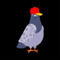 Pigeon gangster. Cool City bird. SWAG gangsta. Pigeon guy rapper