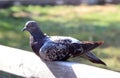 Pigeon resting on a wall Royalty Free Stock Photo