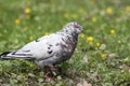 Pigeon in the grass