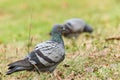 Pigeon on the grass in the park, Rock dove, Portrait of a Pigeon Royalty Free Stock Photo