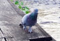 Pigeon grey. Beautiful pigeon close up. City birds. Pigeons of the Church