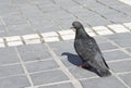 Pigeon on a ground or pavement in a city. Pigeon standing. Dove or pigeon on the street. Pigeon concept photo