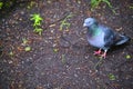 Pigeon on a ground or pavement in a city. Pigeon standing. Dove or pigeon on blurry background. Pigeon concept photo. color Royalty Free Stock Photo