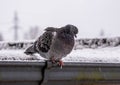 Pigeon on a ground or pavement in a winter. Pigeon standing. Dove or pigeon on blurry background. Pigeon concept photo.