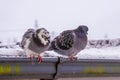 Pigeon on a ground or pavement in a winter. Pigeon standing. Dove or pigeon on blurry background. Pigeon concept photo.