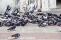 Pigeon group eating on the street