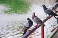 Pigeon group perching on steel fence near river