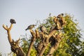 A pigeon group sitting on a tree leafless branch