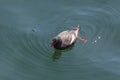 Pigeon guillemot bird