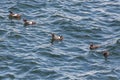 Pigeon guillemot bird