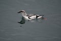 Pigeon Guillemot bird in winter plumage