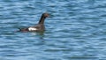 Pigeon Guillemot Cepphus Columba with bright red bill wide open on sea water