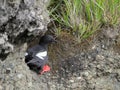 Pigeon Guillemot at a Nest Site