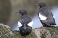 PIGEON GUILLEMOT sitting on the rocks at low tide on a summer da