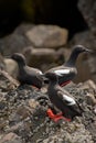 Pigeon Guillemots on rocky shore