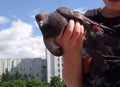 Pigeon in hand, baby holding a dove