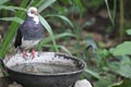 A pigeon is happily enjoying nature. Royalty Free Stock Photo