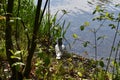 Pigeon has siesta on the pond shore