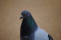 Pigeon head