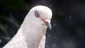 Pigeon head close-up. Dove head close. Ornithology bird lore.