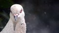 Pigeon head close-up. Dove head close. Ornithology bird lore.