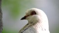 Pigeon head close-up. Dove head close. Ornithology bird lore.